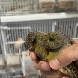 Healthy Canaries Ready for New Homes in Phoenix, az