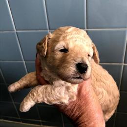 Toy and Miniature Poodles Ready for Their Forever Homes in Lake City, sc