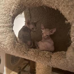 Female Sphynx Kitten Ready for New Home in Cleveland, oh