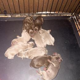 Full Blooded AKC Registered Labrador Retriever Puppies Available in Jackson, tn