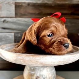 F3 Mini Goldendoodle Puppies Available for Adoption in Pueblo, co