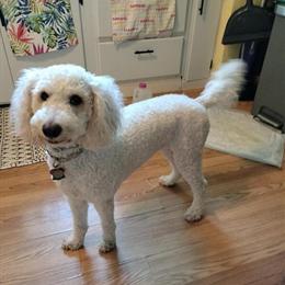 Mini Golden Doodle Available in Clinton, Iowa in Clinton, ia