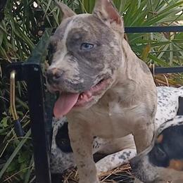 Pocket Brindle Merle Female Available in Chiefland, fl