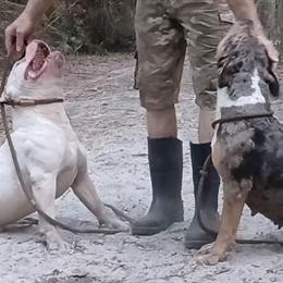 American Bully Pair for Sale - Female in Heat in Chiefland, fl