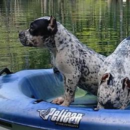 American Bully Female Pups - Black Ticked Tri in Chiefland, fl
