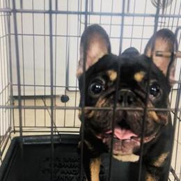Tri Color Male French Bulldog Looking for Forever Home in Tampa, fl