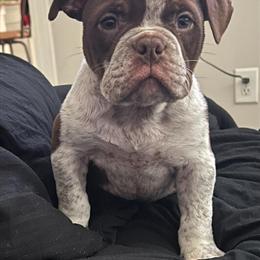 American Bully Puppies - 4 Months Old Chocolate Tick Females in Lithonia, ga