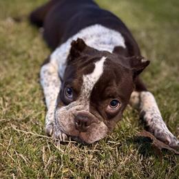 American Bully - 7 Months Old Female Ghost Tri Chocolate in Lithonia, ga