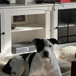 Rottweiler and Staffordshire/Pit Mix Need Loving Home Together in Shelbyville, tn