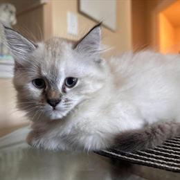 Adorable Kittens Looking for a Loving Home in Ormond Beach, fl