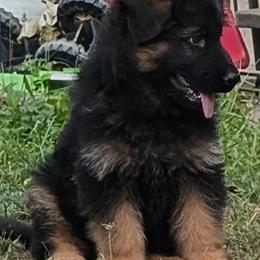German Shepherd Puppies - Long Coat, 8 Weeks Old, AKC Registered in Hesperia, mi
