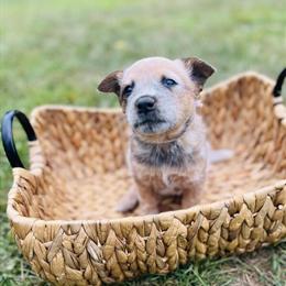 Australian Cattle Dog Mixed Puppies for Sale in Belleville, mi