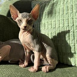 Sphinx Kittens Available in One Week in Desert Hot Springs, ca