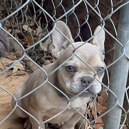 5-Month-Old Male French Bulldog Puppy for Adoption in Richmond, va