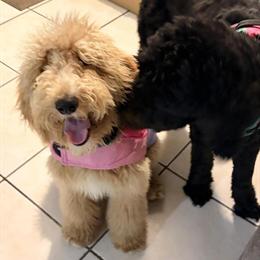 Goldendoodle Looking for a Loving Home in Orlando, fl