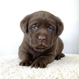 Proven full English silver Labrador Retriever for adoption in Crystal, mi