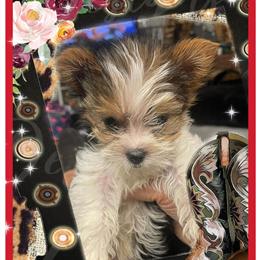 Male Yorkshire Terrier - Tricolored and Sweet in Sanford, nc