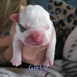 French Bulldog Puppies Available in Lucasville, oh