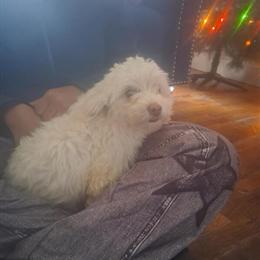 Shih Tzu for Adoption in Flint, mi