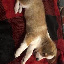 AussieDoodle Female Looking for a Stud in Janesville, wi