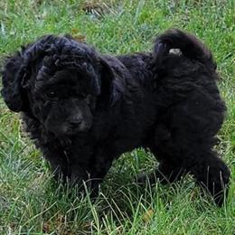 Mini Golden Doodles Available - 16 Weeks Old in Cleveland, oh