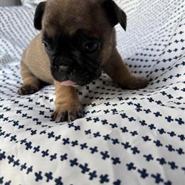 AKC French Bulldog Puppies Available from Elite Bloodlines in Mankato, mn