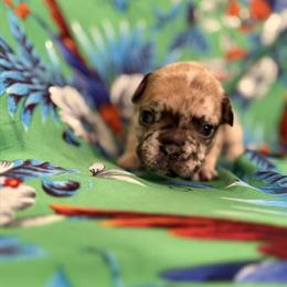 Elite AKC-Registered French Bulldog Puppies Available in Mankato, mn