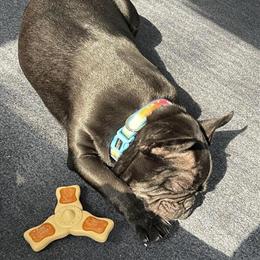 French Bulldog Stud Service Available in Upper Sandusky, oh