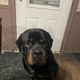 Rottweiler Stud Service - Proven AKC Registered Male in Upper Sandusky, oh