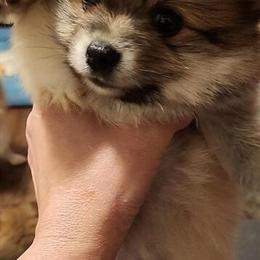 Pomeranian Puppies Available - Message for Current Listings in Kittanning, pa