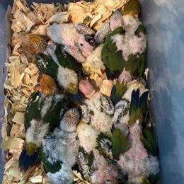 Sun Conures for Hand Feeding in Hialeah, fl