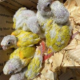 Conures: Sun Cheeks and Moon Cheeks for Sale in Hialeah, fl