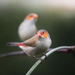 Orange Cheek Finch for Sale - Healthy and Active in Downey, ca