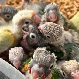 Green Cheek Conures of Various Mutations Available in Hialeah, fl