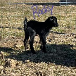 Nigerian Dwarf Goats Available: Bucklings and Doelings in Constantine, mi