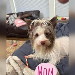 Registered Yorkshire Terrier Puppies Available in Wayland, mi