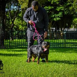 Female Rottweiler for Rehoming in Miami, fl