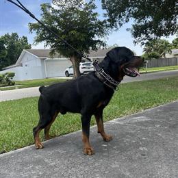 Male Rottweiler Available for Rehoming in Miami, fl