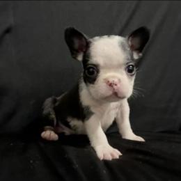 Beautiful AKC Registered French Bulldogs Available in Virginia Beach, va