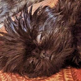 Teacup Shih Tzu Puppies Available Now in Lapel, in