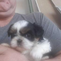 Teacup Shih Tzus Available, Weighing 3-5 lbs as Adults in Lapel, in