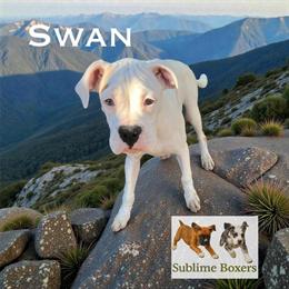 Boxer Puppies Holiday Special - Ready for Their Forever Homes in Ontario, ca