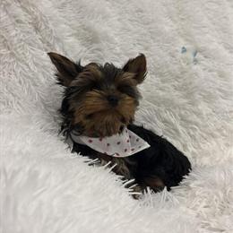 Yorkshire Terrier Male Available in Hialeah, fl