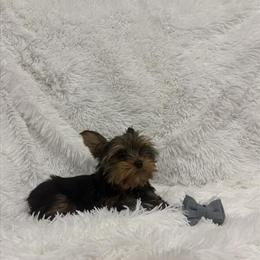 Yorkshire Terrier Male Available in Hialeah, fl