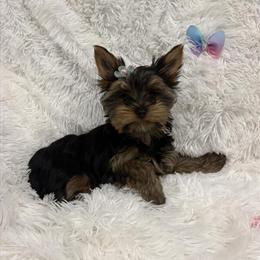 Female Yorkshire Terrier Available in Hialeah, fl