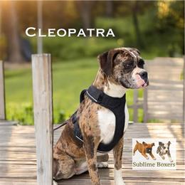 Boxer Puppy Phoenix - Special Holiday Price! in Ontario, ca