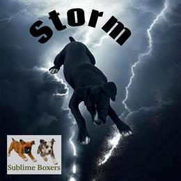 Female Boxer Available for Adoption - Holiday Special! in Ontario, ca