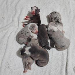 Merle Pitbull Terriers Available for Purchase in Trenton, nj