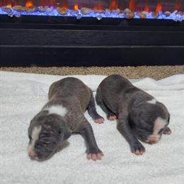 Merle Pitbull Terriers Available for Purchase in Trenton, nj