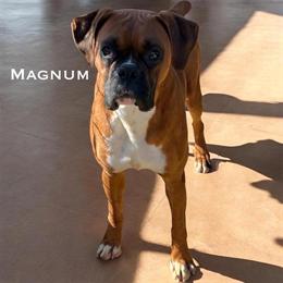 Stunning Merle Female Puppy - XMAS SPECIAL in Ontario, ca